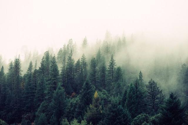 防腐木花箱源于自然为何又要伤害自然？(图2)