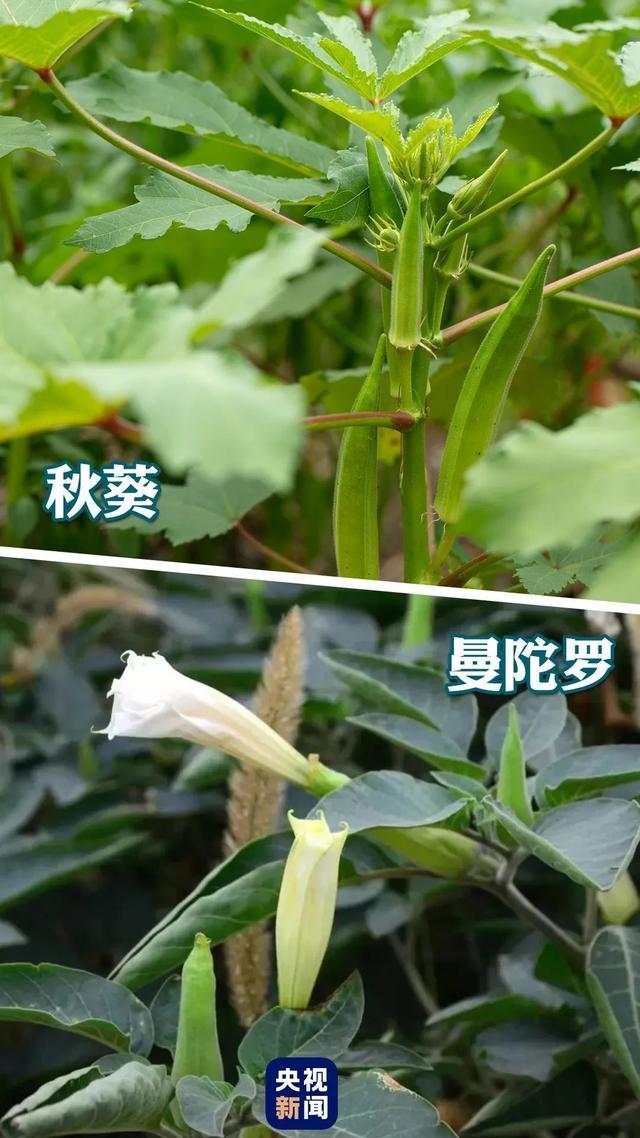 这种高仿板栗有毒千万别吃野生板栗隐患多(图1)