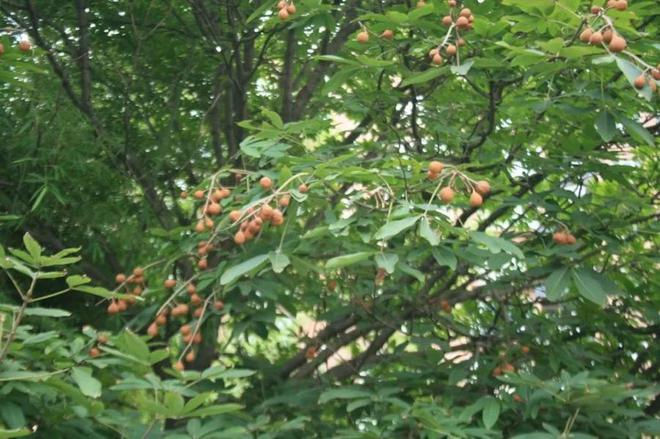 “高仿板栗”有毒千万别吃！还有这些“高仿”食物不能吃(图2)