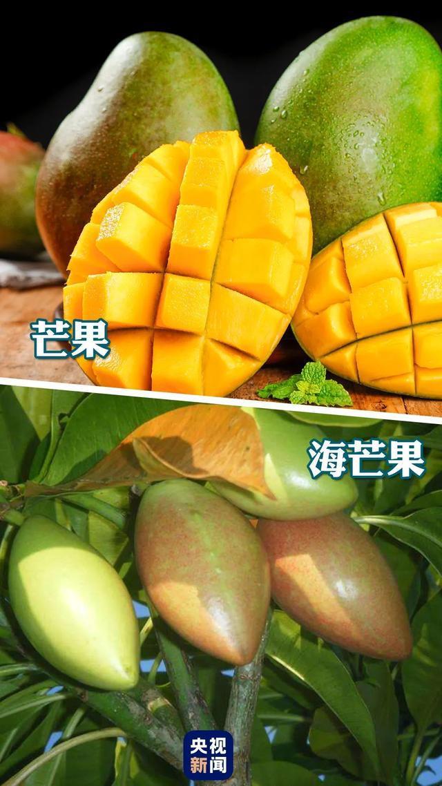 “高仿板栗”有毒千万别吃！还有这些“高仿”食物不能吃(图5)