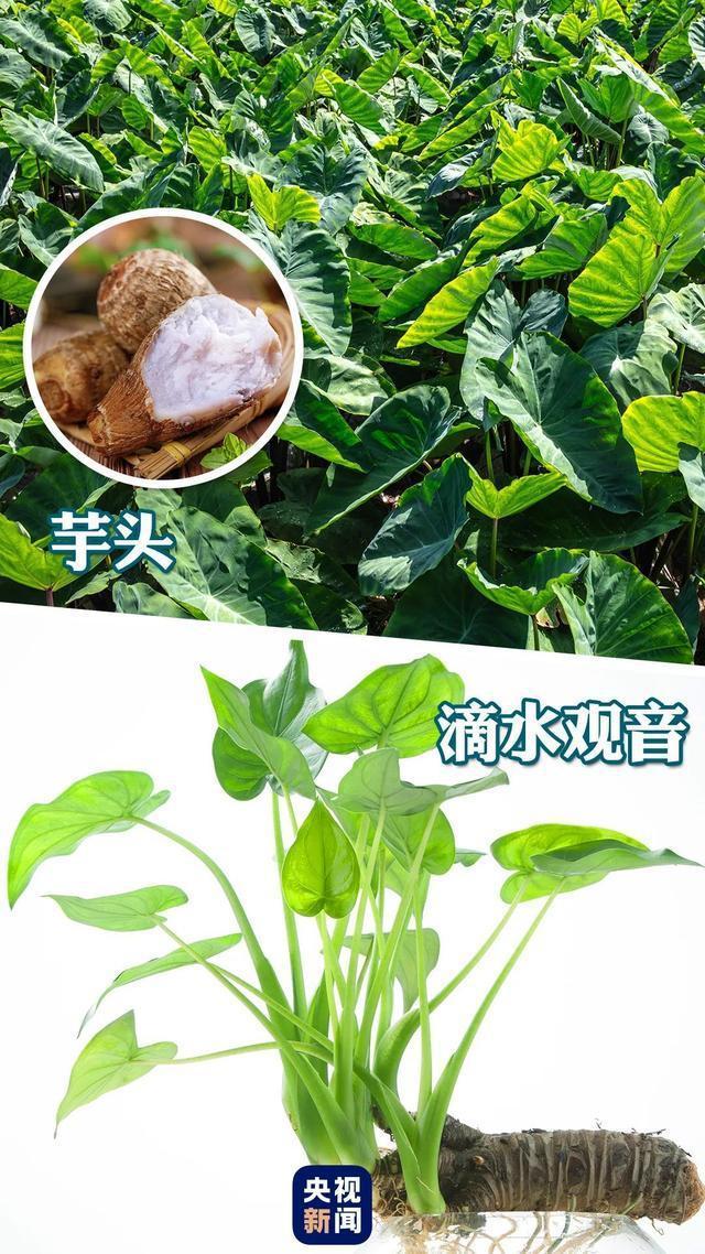 “高仿板栗”有毒千万别吃！还有这些“高仿”食物不能吃(图7)