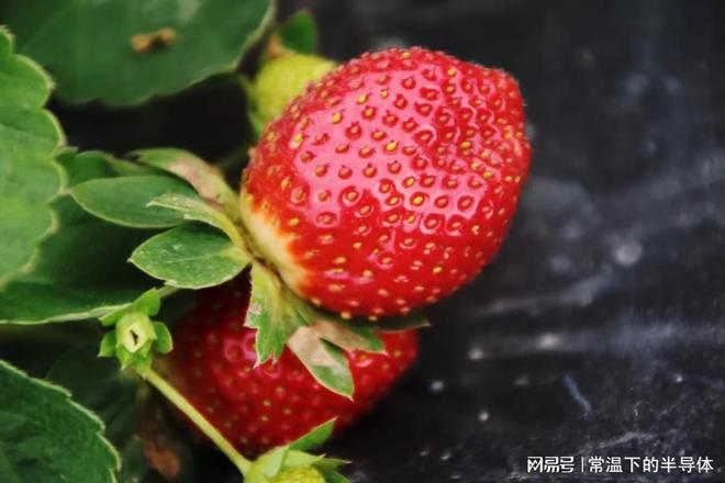 6种五月时令水果(图4)