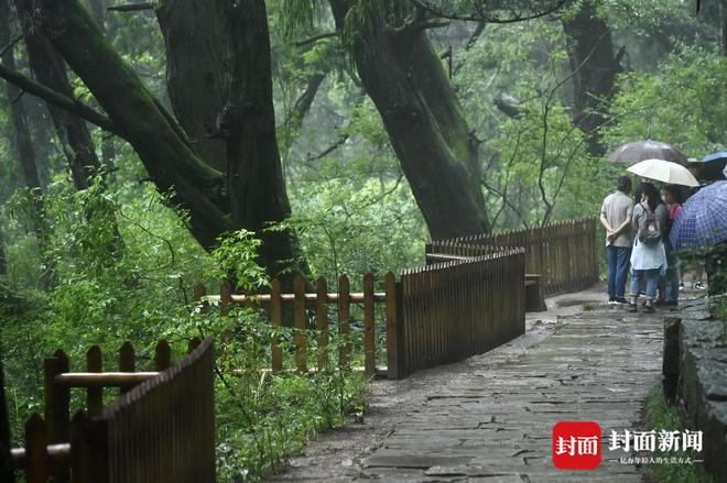 古柏“管家”唐天勇：不止守护松柏长青更是文明的源远流长(图8)