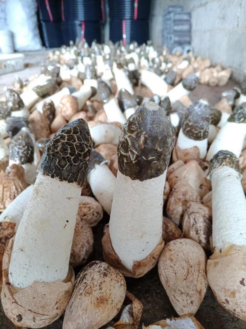 黔秦联袂攻关冬荪工厂化栽培获得成功_产业资讯_食用菌新闻_中国食用菌商务网(图3)