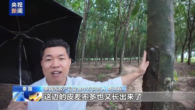 橡胶树汁液竟能做枕头？总台记者探访泰国乳胶产品企业(图2)