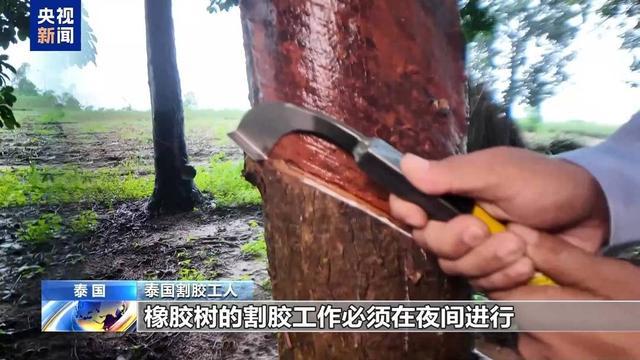 橡胶树汁液竟能做枕头？总台记者探访泰国乳胶产品企业(图3)