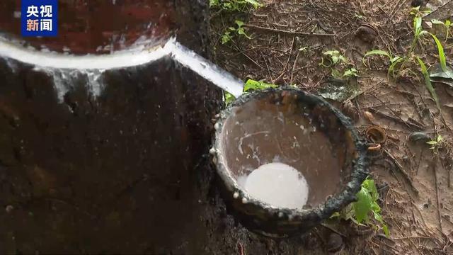 橡胶树汁液竟能做枕头？总台记者探访泰国乳胶产品企业(图4)