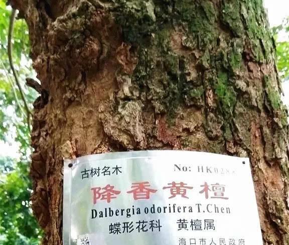 世界上最名贵的木材比黄金都贵主要生长在中国的这个地方(图2)