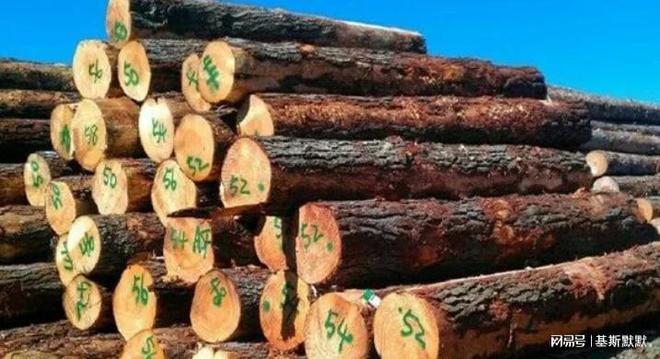 中美俄木材储量比拼：俄850亿立方米美国387亿立方中国呢？(图3)