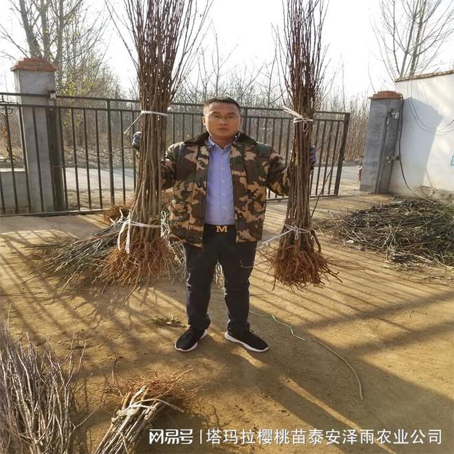 西梅树苗品种”王者诞生“——贝欧力克西梅树苗(图2)