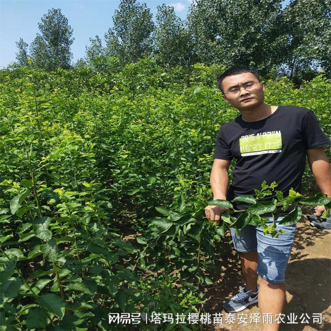 西梅树苗品种”王者诞生“——贝欧力克西梅树苗(图1)