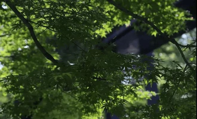 曼荼园(曼荼园)2025售楼处_现房交付_大师级独栋别墅(图10)