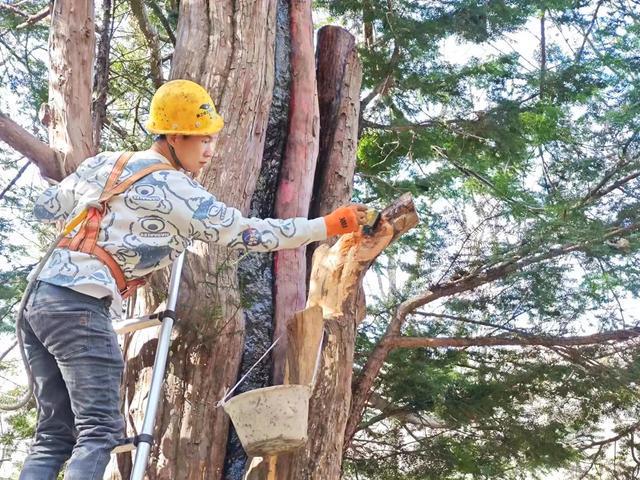 吉林省：抢救复壮古树名木“一树一策”焕生机(图2)
