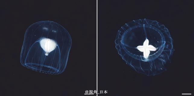 冲绳发现水母新品种没有触手如何进食是个谜(图1)
