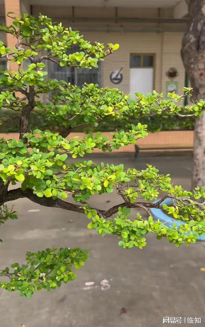 岭南地区珍贵的盆景品种之-山格木长啥样？山上见到就挖一棵(图2)