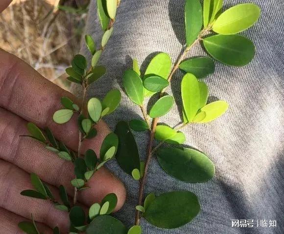 岭南地区珍贵的盆景品种之-山格木长啥样？山上见到就挖一棵(图4)