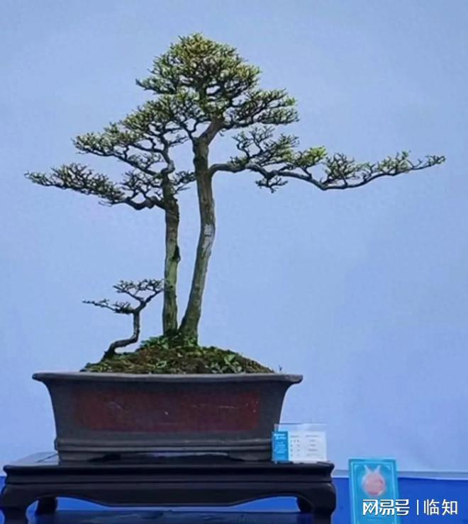 岭南地区珍贵的盆景品种之-山格木长啥样？山上见到就挖一棵(图1)