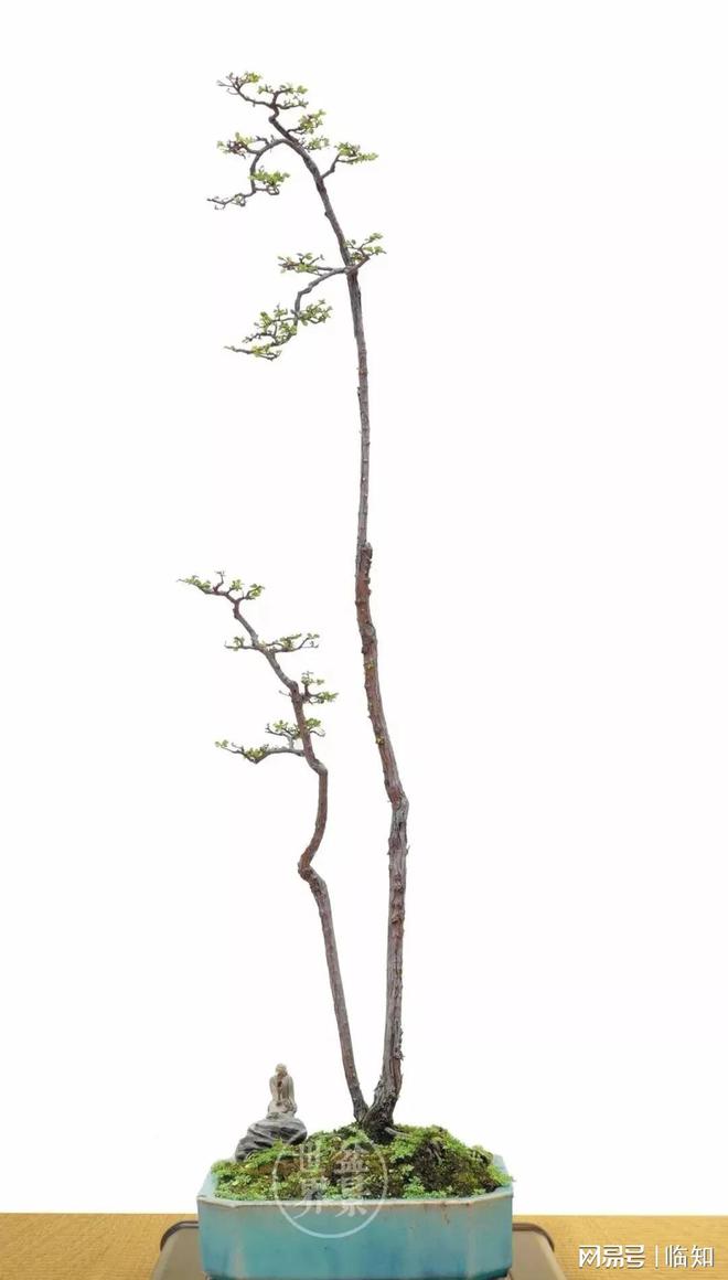 岭南地区珍贵的盆景品种之-山格木长啥样？山上见到就挖一棵(图5)