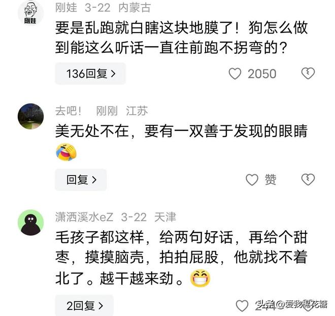 狗狗被拉去干农活1只狗能顶3个人！网友：你是怎么说服它跑直线的(图2)
