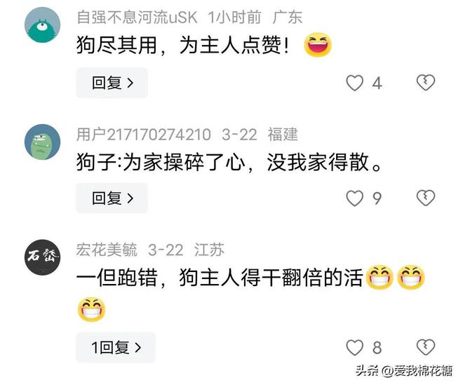 狗狗被拉去干农活1只狗能顶3个人！网友：你是怎么说服它跑直线的(图3)