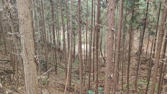 农村建房“上梁”用什么树木最好?这五种就很不错你家用对了吗(图6)