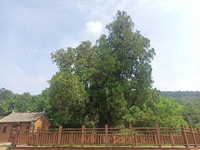 洛南县探索古树名木保护有效途径让5000年古柏枝繁叶茂——守好绿色“活化石”(图1)
