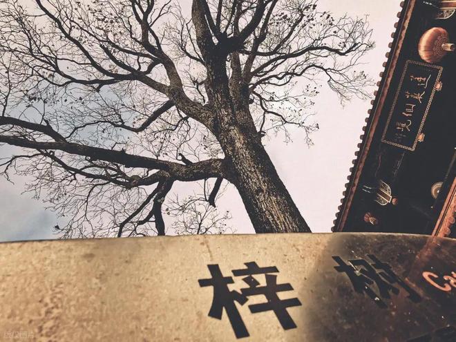 做棺材用什么木材最好？这5种树木最好第3种最常见了解下(图4)