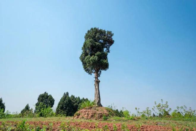 做棺材用什么木材最好？这5种树木最好第3种最常见了解下(图3)