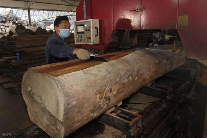 做棺材用什么木材最好？这5种树木最好第3种最常见了解下(图1)