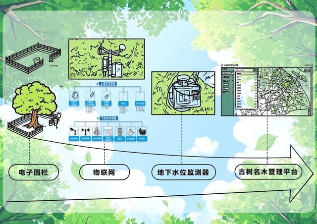 上海700年寺庙突然走红因为殿前650岁的“老人家”(图4)