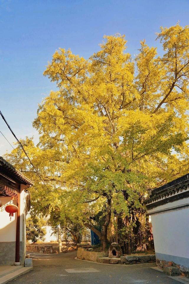 树龄最长2000岁！来看看苏州十大“寿星树”(图1)