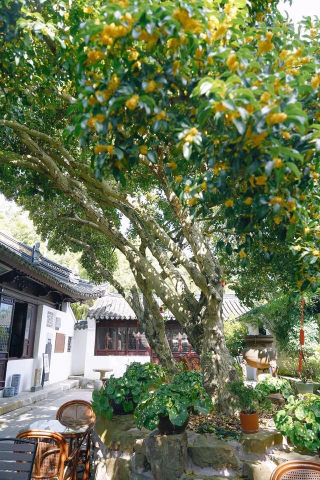树龄最长2000岁！来看看苏州十大“寿星树”(图2)