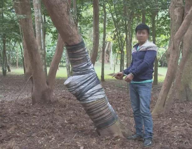 云南51年黄花梨三男子在雨夜将其锯走藏在鱼塘事败逃往东南亚(图1)