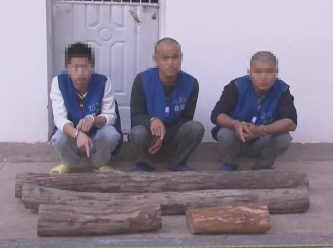 云南51年黄花梨三男子在雨夜将其锯走藏在鱼塘事败逃往东南亚(图4)