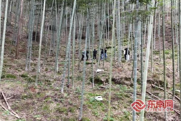 点竹成金！连城小毛竹闯全球绿富共赢谱新篇(图3)